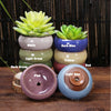 Mini Round Juicy Plants Flowers Vase